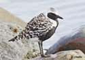 Pluvialis squatarola